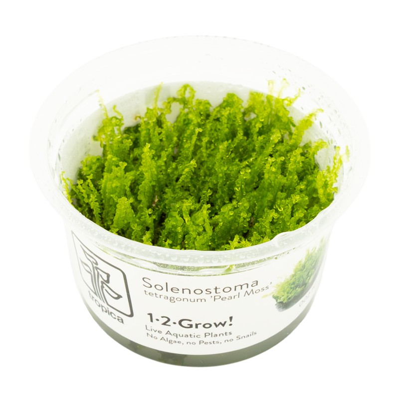 SOLENOSTOMA TETRAGONUM "PEARL MOSS"