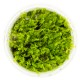 SOLENOSTOMA TETRAGONUM "PEARL MOSS"