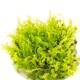 SOLENOSTOMA TETRAGONUM "PEARL MOSS"