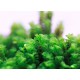 SOLENOSTOMA TETRAGONUM "PEARL MOSS"
