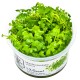 HYDROCOTYLE TRIPARTITA