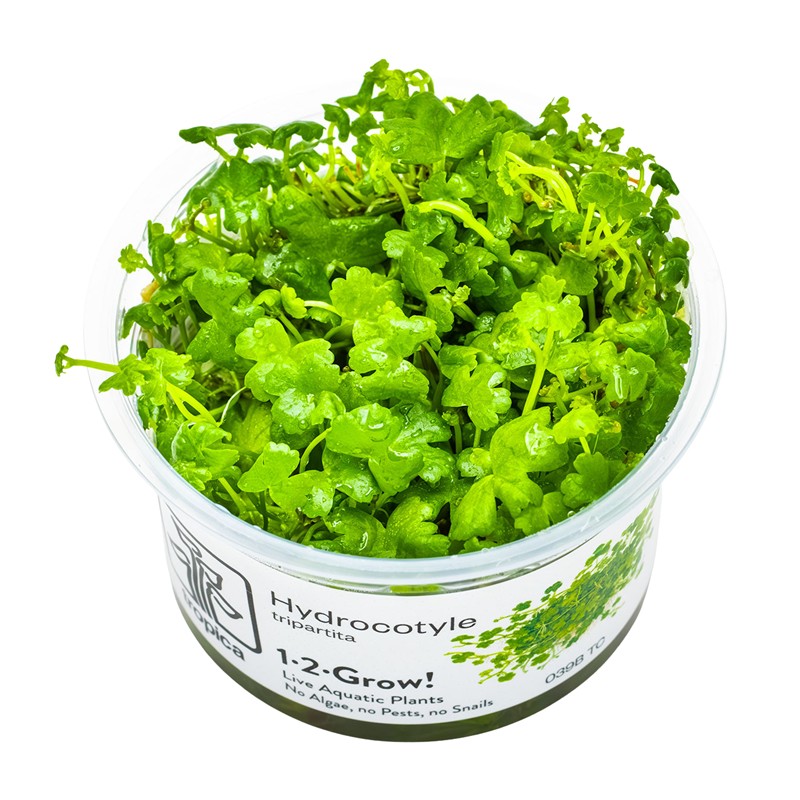 HYDROCOTYLE TRIPARTITA