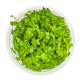 HYDROCOTYLE TRIPARTITA