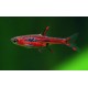 Rasbora Brigittae 