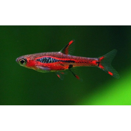 Rasbora Brigittae 