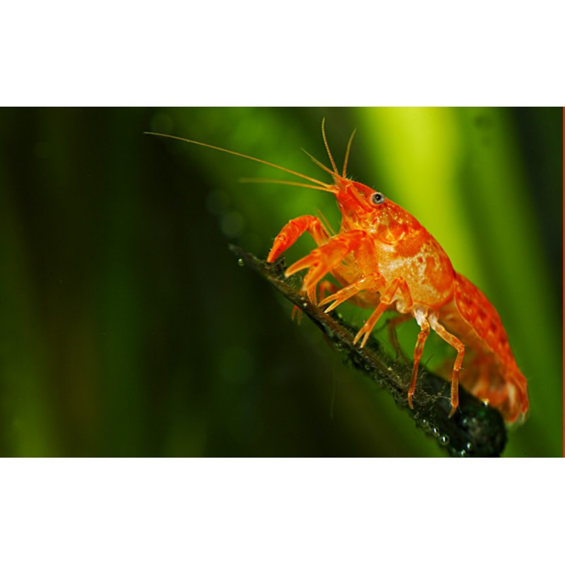 CAMBARELLUS PATZCUARENSIS ORANGE Aquaeden