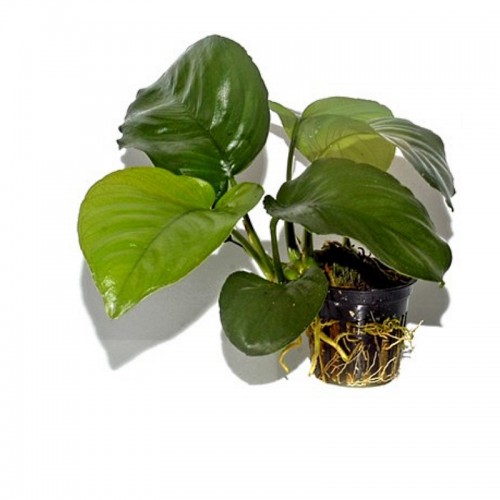 ANUBIAS BARTERI VAR. CALADIIFOLIA