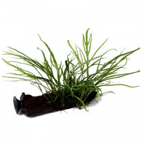 MICROSORUM PTEROPUS TRIDENT WITH SUCKER - MANO