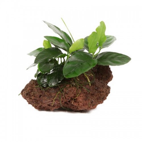 ANUBIAS BARTERI VAR. NANA ON LAVA STONE