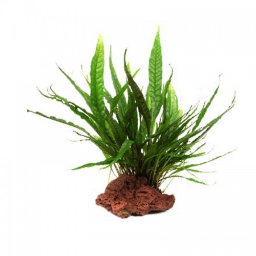 MICROSORUM PTEROPUS ON LAVA STONE