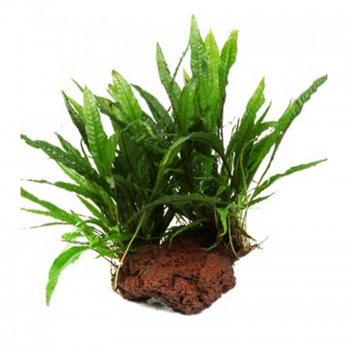 MICROSORUM PTEROPUS ON STONE- XL