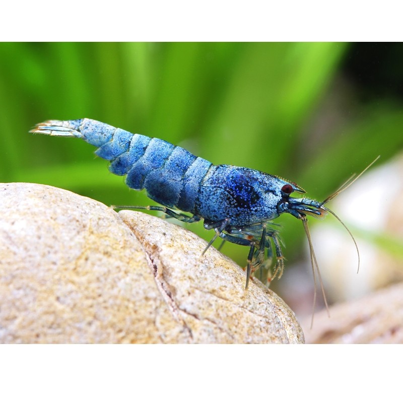 BLUE BOLT TAIWAN BEE SHRIMP