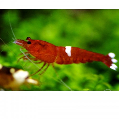 RED RUBY TAIWAN BEE SHRIMP