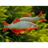 CELESTICHTHYS MARGARITATUS 
