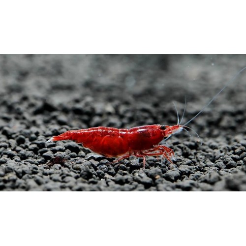 NEOCARIDINA DAVIDI VAR. "BLOODY MARY"