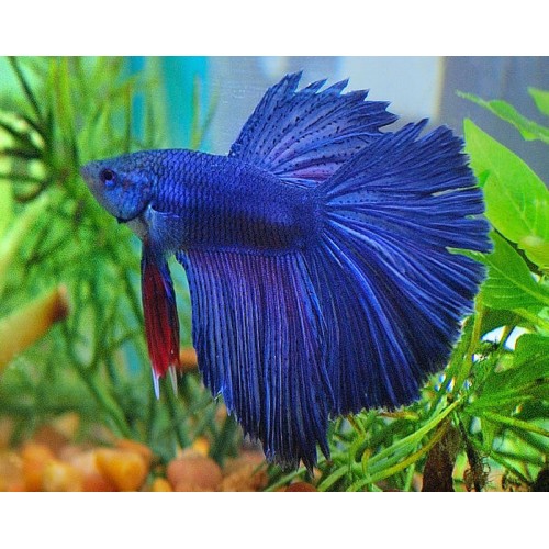 BETTA SPLENDENS HALFMOON MACHO CAT. A