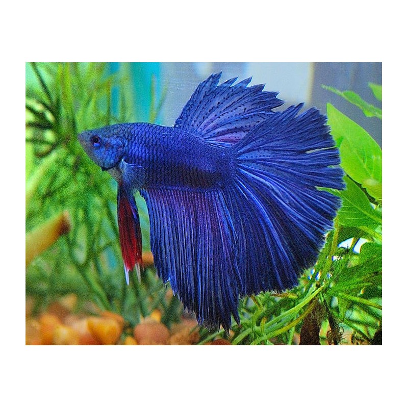 BETTA SPLENDENS  "HALFMOON"