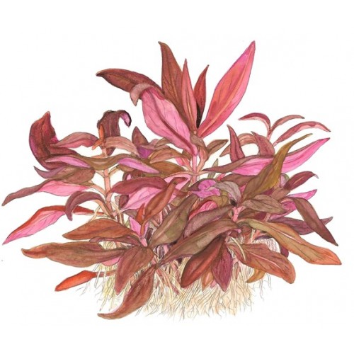 ALTERNANTHERA REINECKII ´MINI´
