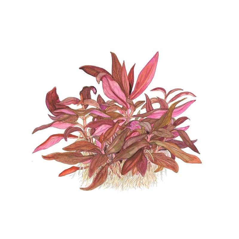 ALTERNANTHERA REINECKII MINI