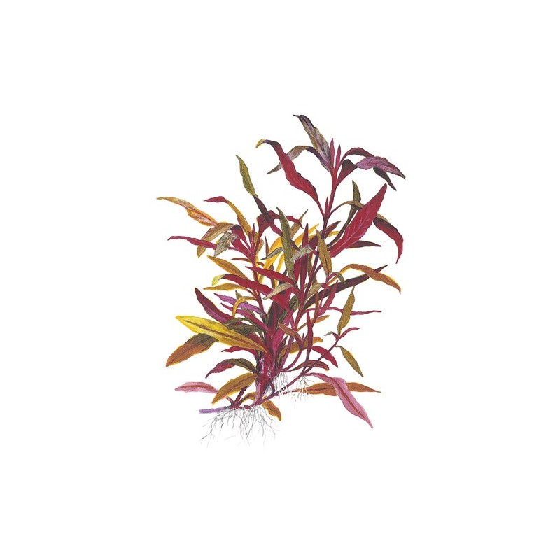 Alternanthera Reineckii Pink Roseafolia Aquaeden