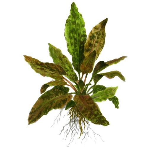 CRYPTOCORYNE WENDTII TROPICA