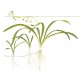 SAGITTARIA SUBULATA