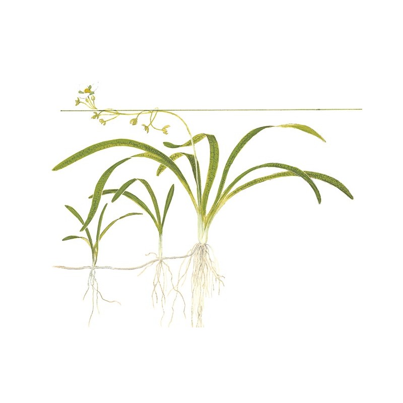 SAGITTARIA SUBULATA
