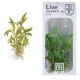 HYGROPHILA SIAMENSIS 53B