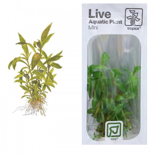 HYGROPHILA SIAMENSIS 53B
