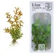 ROTALA ROTUNDIFOLIA