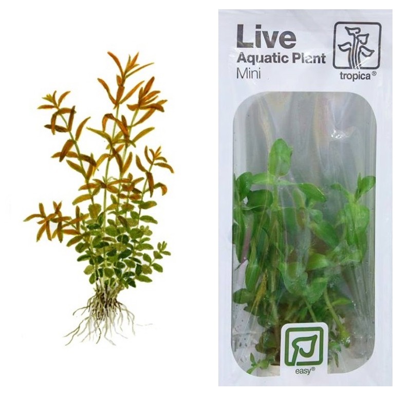 ROTALA ROTUNDIFOLIA