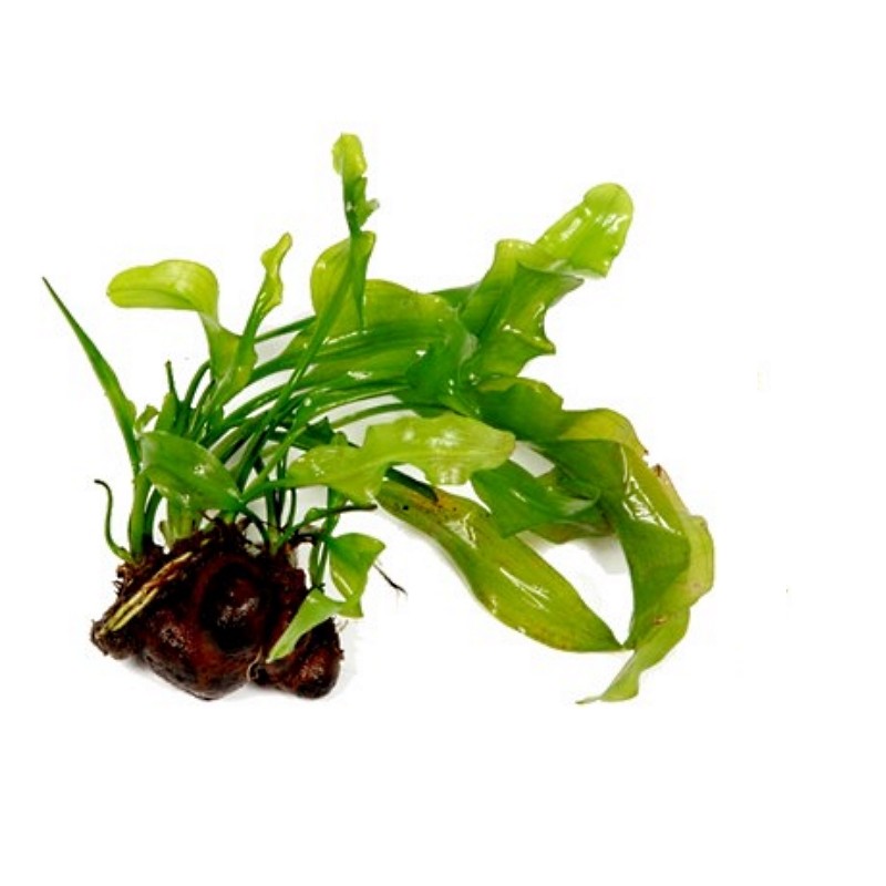 Aponogeton ulvaceus