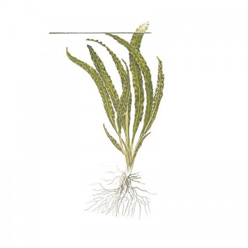 CRYPTOCORYNE CRISPATULA