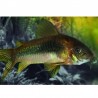 CORYDORAS AENEUS BRONZE