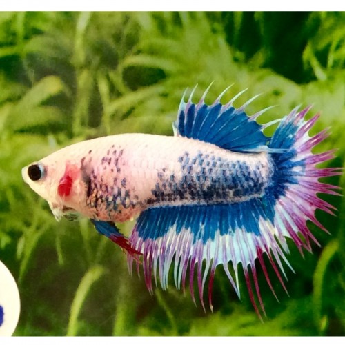 BETTA SPLENDENS FÊMEA CROWNTAIL