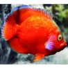 OSCAR VERMELHO (ASTRONOTUS OCELLATUS)