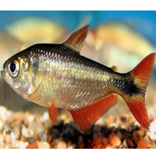 Tetra Buenos Aires (HEMIGRAMMUS CAUDOVITATUS)