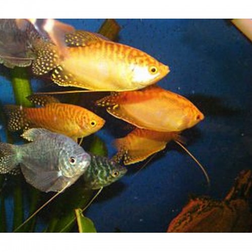 GOURAMI SORTIDO 4-5 CM (TRICHOGASTER SP.)