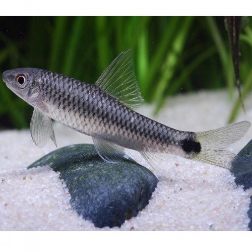 CROSSOCHEILUS RETICULATUS