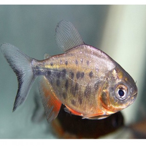 COLOSSOMA BRACHYPOMUM (7-8cm)
