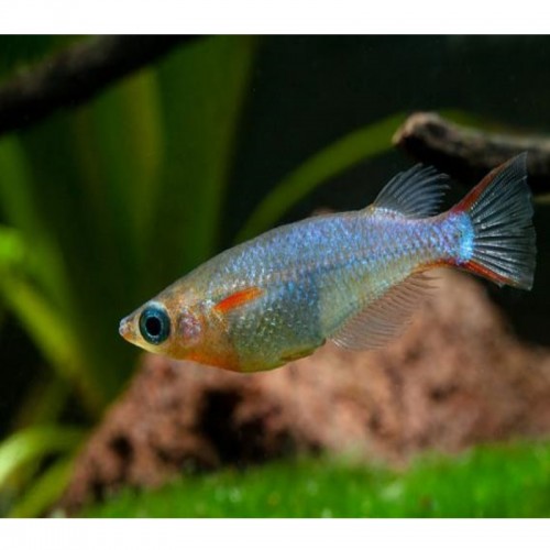 ORYZIAS WOWORAE