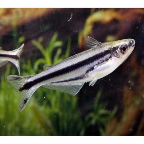  EUTROPIELLUS DEBAWI