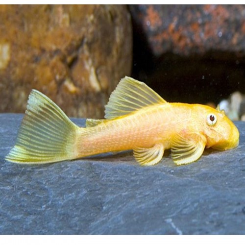 HYPOSTOMUS SP. ALBINO