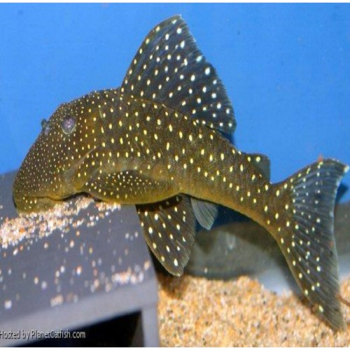 L128 HEMIANCISTRUS SP BLUE PHANTOM (6-7 cm)