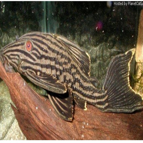 L190 PANAQUE NIGROLINEATUS