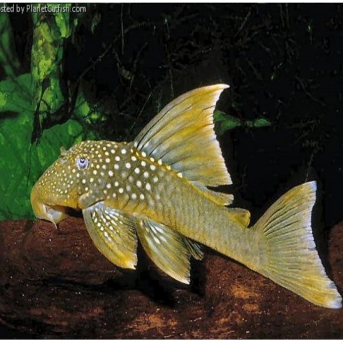 L200 BARYANCISTRUS DEMANTOIDES 