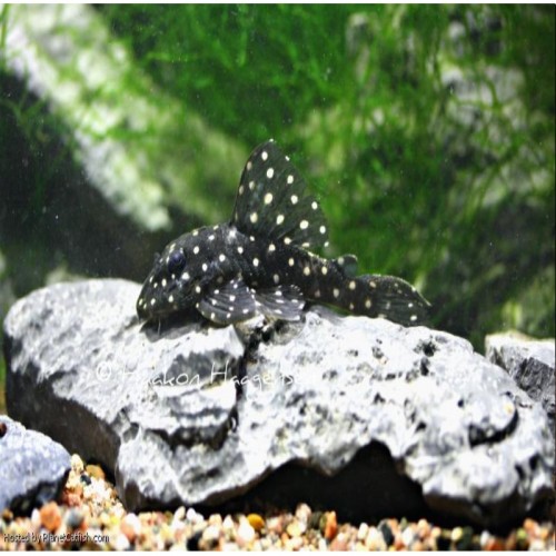 L201 HYPANCISTRUS CONTRADINS