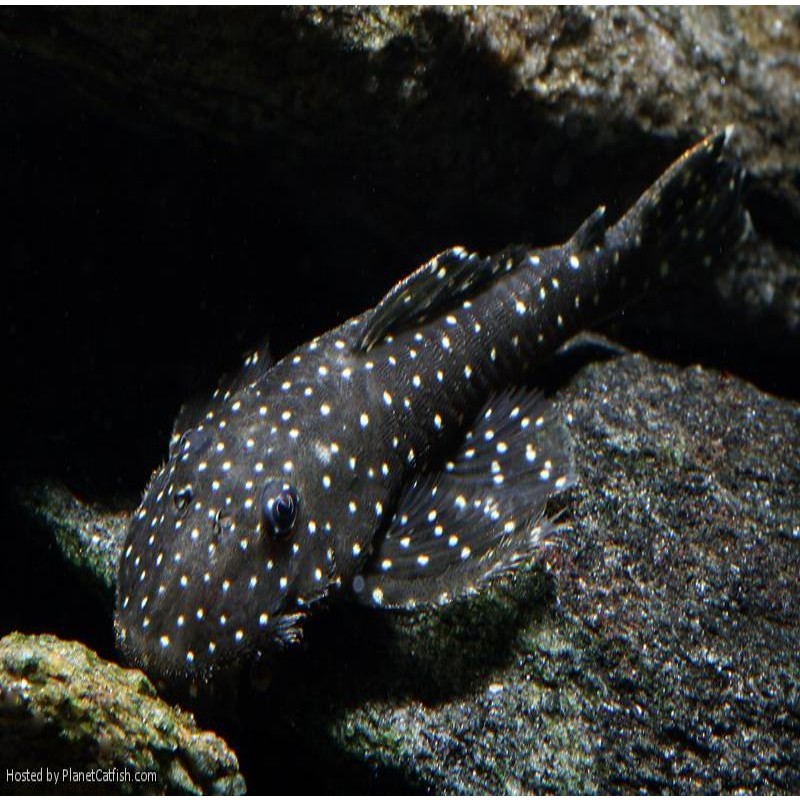 Aquaeden, L235 PSEUDOLITHOXUS ANTHRAX