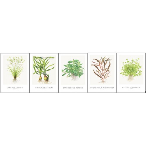 Art Cards 13x18cm (incl Cyperus) 