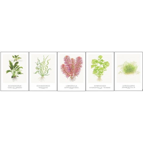 Art Cards 13x18cm (incl Echinodorus) 